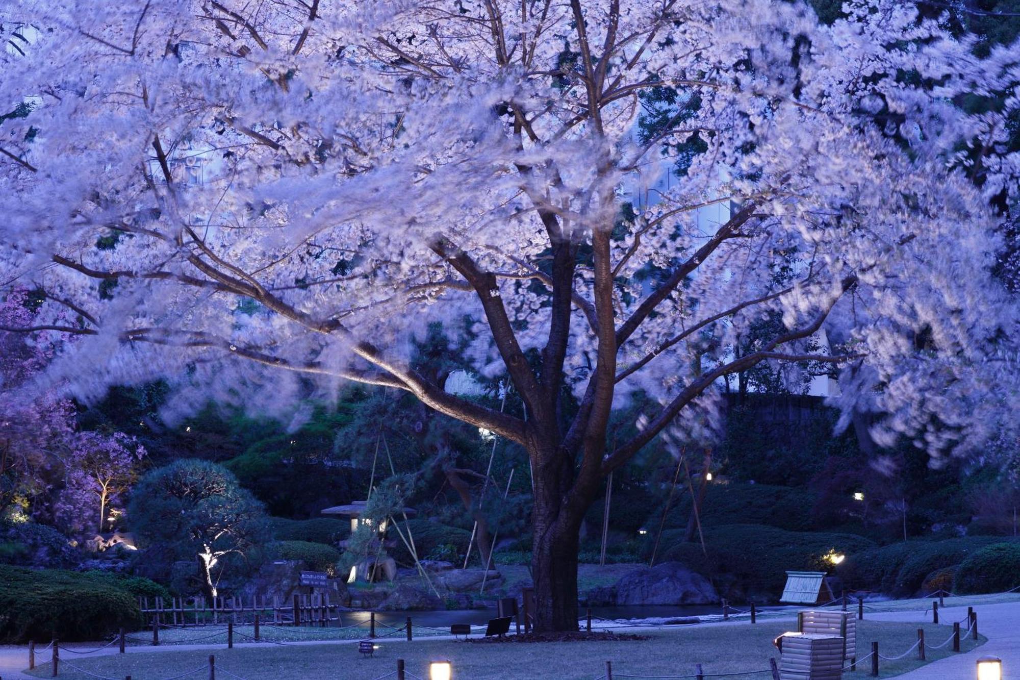 Grand Prince Hotel Shin Takanawa Токио Екстериор снимка Cherry blossoms at night